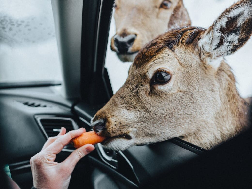 person feeding brown deer with carrot